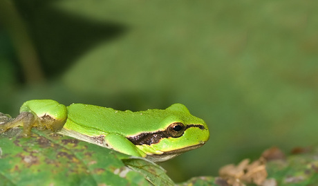 Boomkikkertje