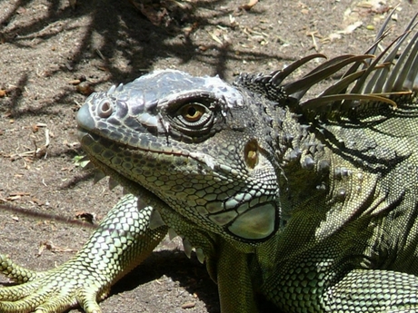 Iguana