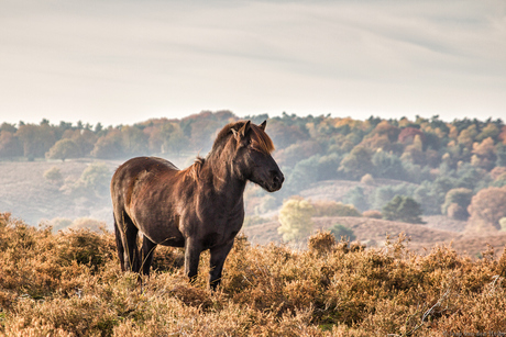 Paard