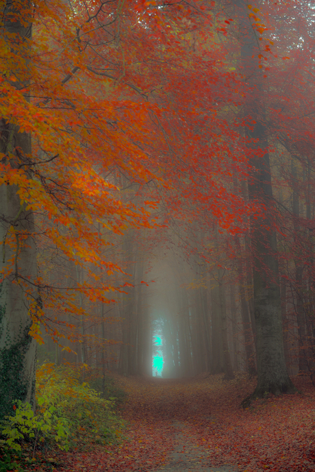 Herfst in Tervuren