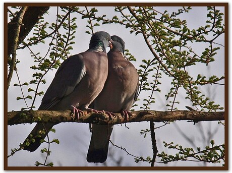 liefde is ....genieten samen in de zon