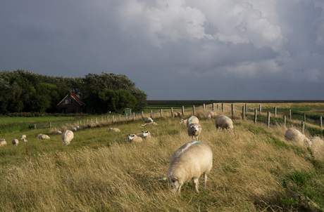 Nog meer schapen