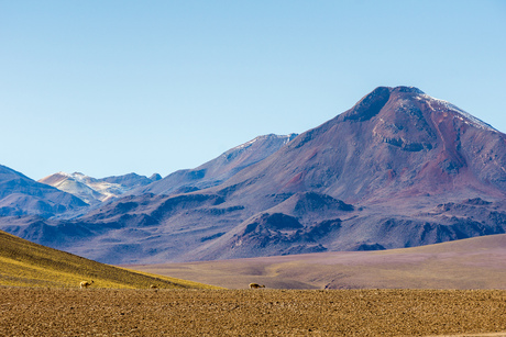 Atacama woestijn