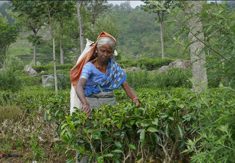 theeplukster 1903048432mA4w