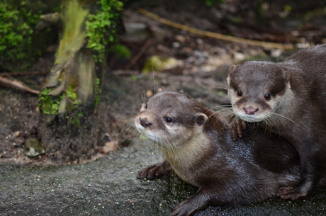 Otters