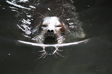 Zeehond