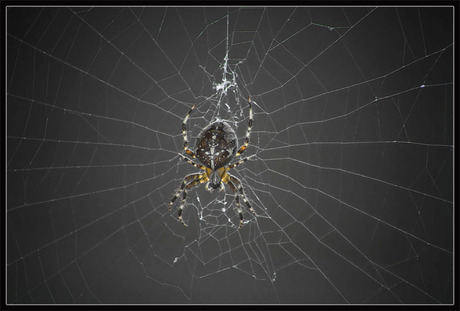 spin in web