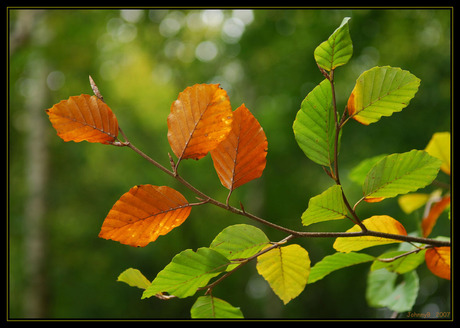 Herfstkleuren