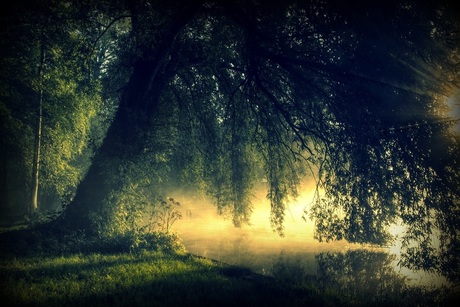 The weeping willow