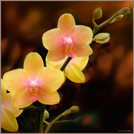 Orchidee in dark