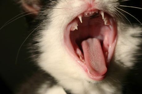 Roarrrr