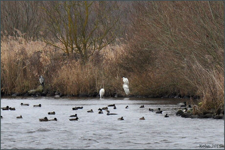 Grote Zilverreigers en meer