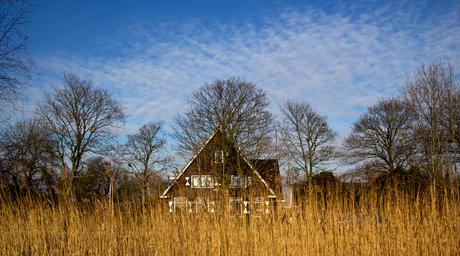 House and trees