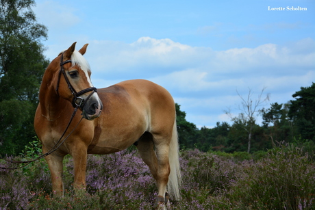 Prachtig paard, prachtig landschap
