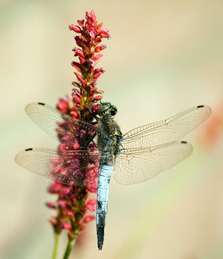 Libelle