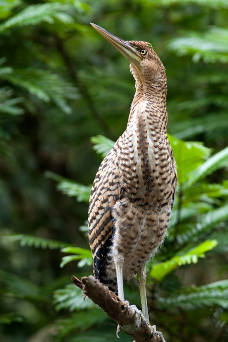 Tiger Heron