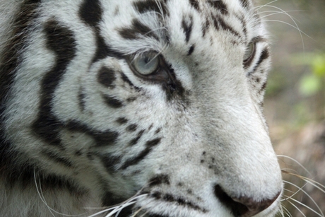 Siberische Tijger Close-up