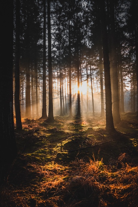 Genieten in het bos