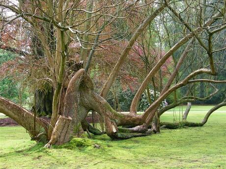Bomen op paleis Soestdijk