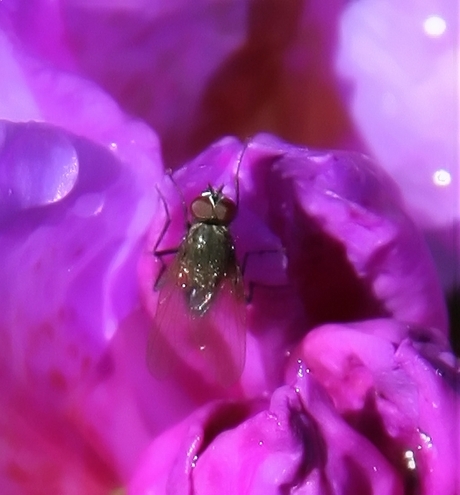 Purple fly