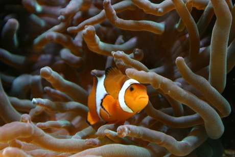 nemo..