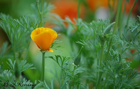 Eenzame bloem in het groen