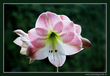 Amaryllis