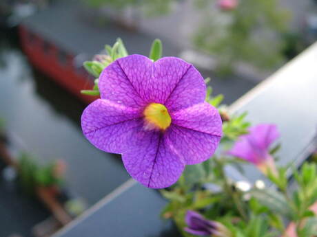 Tuintje 3-hoog achter.