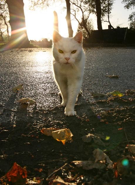 witte kat voor geluk??