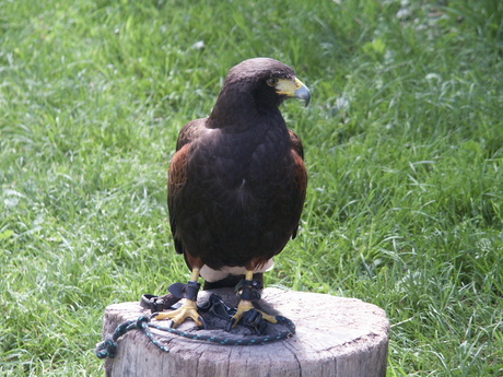 Geboeide vogel