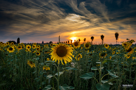 Zonnebloemen bij zonsondergang