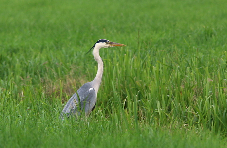 Blauwe Reiger