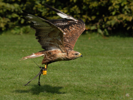 Arendbuizerd