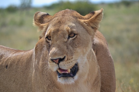 Leeuw in Kruger Park héél dichtbij