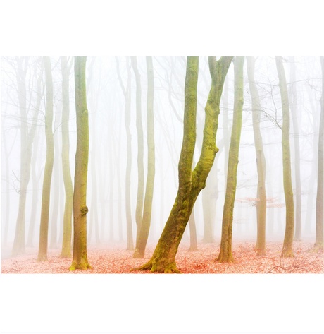 Misty forest