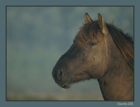 Koniks paard