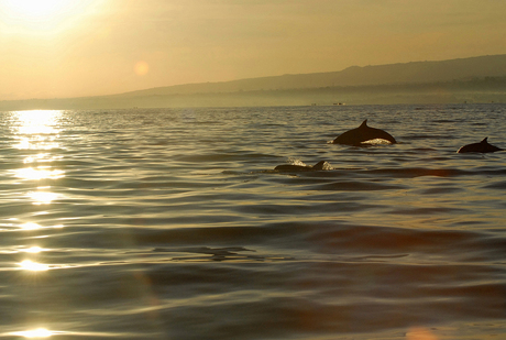 Opzoek naar Dolfijnen
