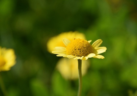 zomergeel..