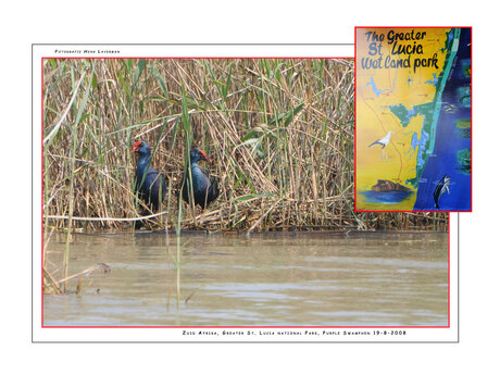 Purple Swamphen