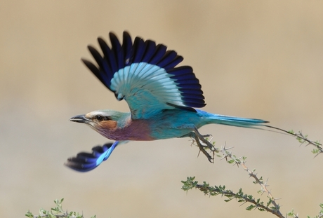 Lilac breasted roller