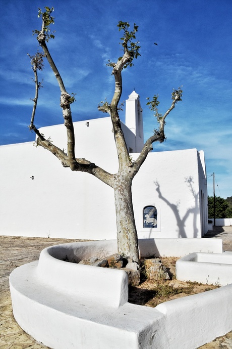 Ibiza tree