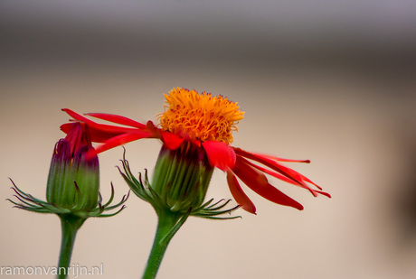 Botanische Tuinen Utrecht-212-bewerkt.jpg