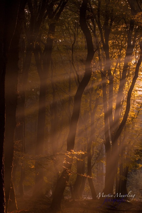 Zonnenharpen in het Speulderbos