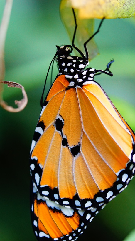 Oranje vlinder