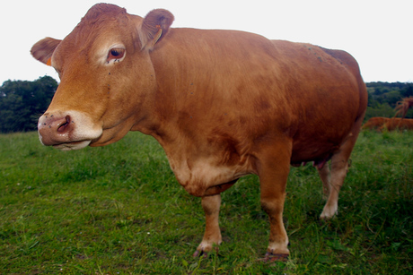 Limousine koe