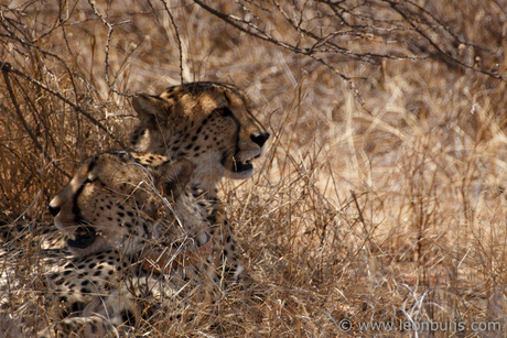 Cheetah Tracking