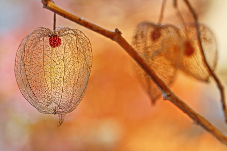 LAMPIONNETJES 2