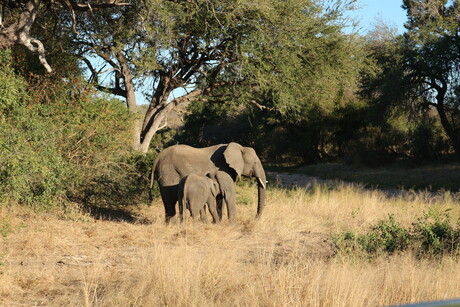 Moederolifant met haar kleintje
