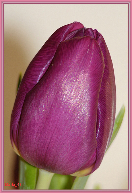 Paarse tulp