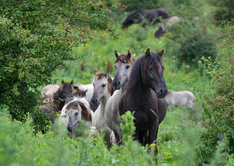 Konikpaarden